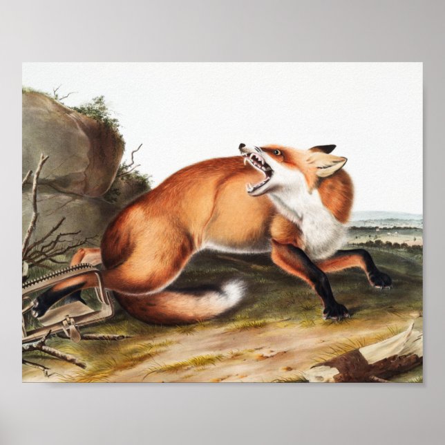Illustration des Amerikanischen Rotfuchs (Vulpes F Poster (Vorne)
