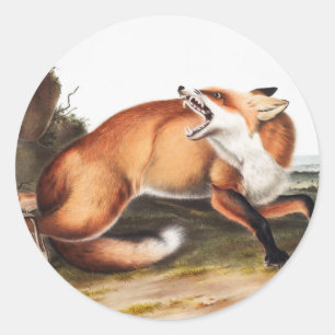 Illustration des Amerikanischen Rotfuchs (Vulpes F Runder Aufkleber