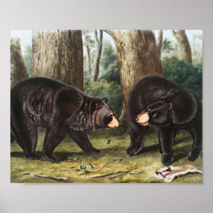 Illustration des Amerikanischen Schwarzbären Ursus Poster