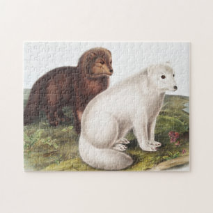 Illustration des Arktischen Foxes (Vulpes lagopus)