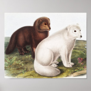 Illustration des Arktischen Foxes (Vulpes lagopus) Poster