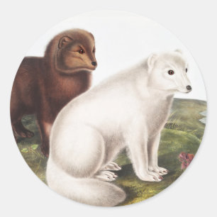 Illustration des Arktischen Foxes (Vulpes lagopus) Runder Aufkleber
