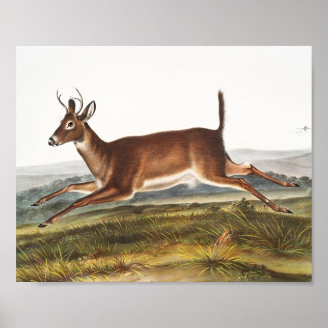 Illustration des Hirns (Cervus leucurus) Poster (Vorne)