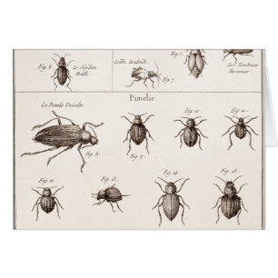 Illustration des insectes des insectes des années