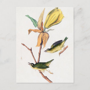 Illustration des Kentucky-Fliegenschnäpper-Waldsän Postkarte