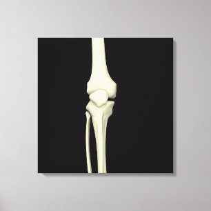 Illustration des Knie-Knochens, gerade Leinwanddruck