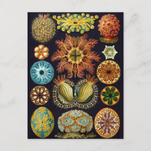 Illustration des marinen Lebens im Vintage-Stil Postkarte