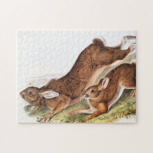 Illustration des Nordhaars (Lepus Americanus)