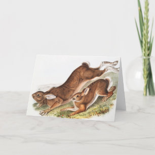 Illustration des Nordhaars (Lepus Americanus) Karte