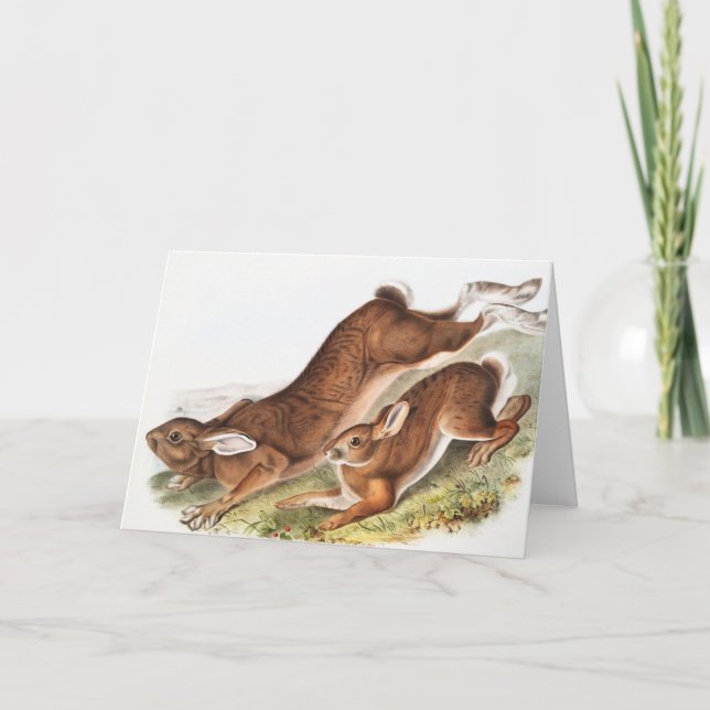 Illustration des Nordhaars (Lepus Americanus) Karte (Vorderseite)