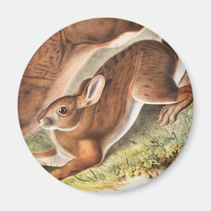 Illustration des Nordhaars (Lepus Americanus) Magnet