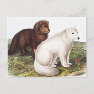 Illustration des Polarfuchses (Vulpes lagopus) Postkarte