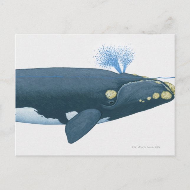 Illustration des rechten Whales im Nordpazifik Postkarte (Vorderseite)