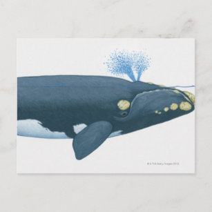 Illustration des rechten Whales im Nordpazifik Postkarte