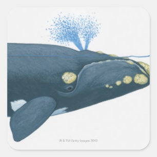 Illustration des rechten Whales im Nordpazifik Quadratischer Aufkleber