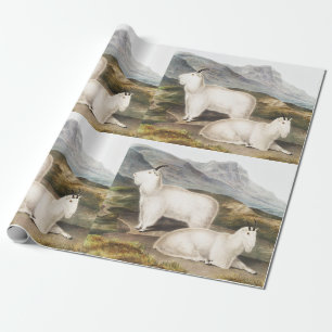 Illustration des Rocky-Mountain-Schneebocks (Capra Geschenkpapier