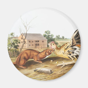 Illustration des Rötlichen Wiesels (Putorius fuscu Magnet