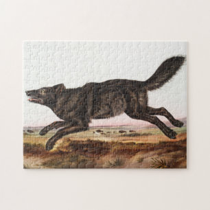 Illustration des Schwarzen Amerikanischen Wolfes (
