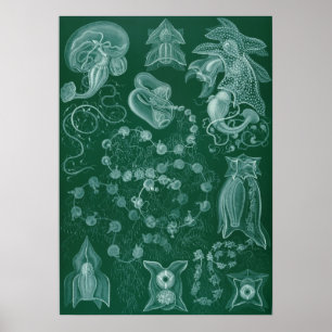 Illustration des Vintagen Tintenfischs Poster