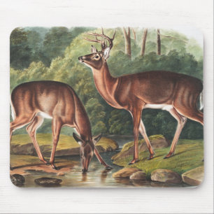 Illustration des Virginianus (Cervus Virginianus) Mousepad