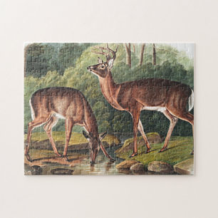 Illustration des Virginischen Hirsches (Cervus Vir