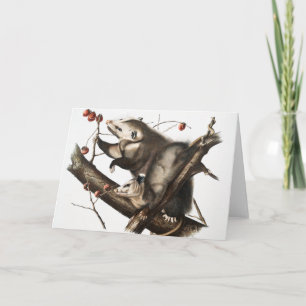 Illustration des Virginischen Opossums Didelphis V Karte