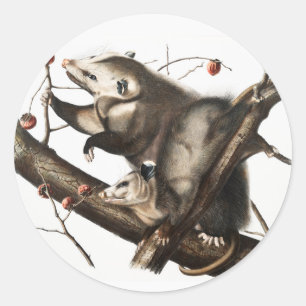 Illustration des Virginischen Opossums Didelphis V Runder Aufkleber