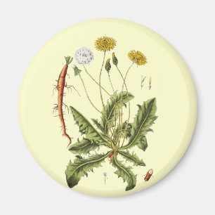 Illustration einer alten Löwenzahnblüte Magnet