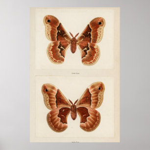Illustration einer alten Motte Poster