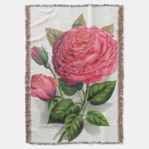 Illustration einer alten rosa Rose Decke