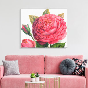 Illustration einer alten rosa Rose Leinwanddruck