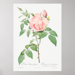 Illustration einer alten Rose Poster