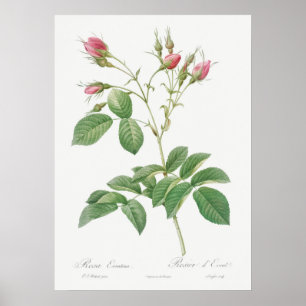 Illustration einer alten Rose Poster