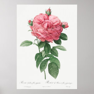 Illustration einer alten Rose Poster