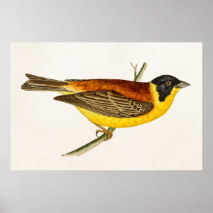 Illustration einer alten Singvogelart - Vögel aus  Poster