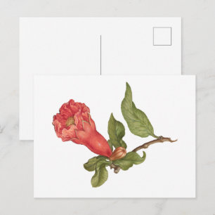 Illustration einer blühenden Vintage-Granatapfelbl Postkarte