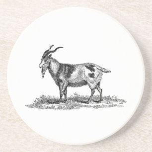 Illustration einer einheimischen Ziege aus der vik Sandstein Untersetzer