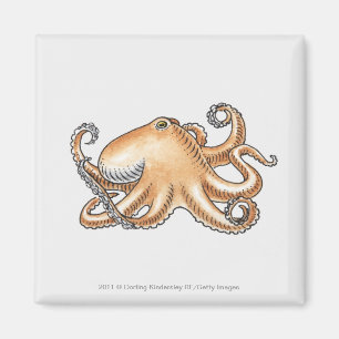 Illustration einer Krake Magnet