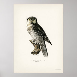 Illustration einer Vintage-Eule Poster