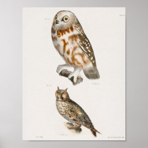 Illustration einer Vintage-Eule Poster