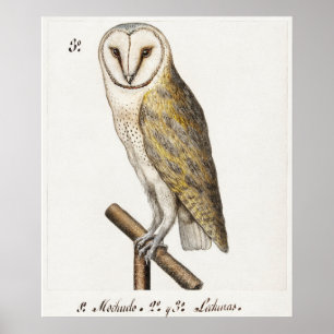 Illustration einer Vintage-Eule Poster