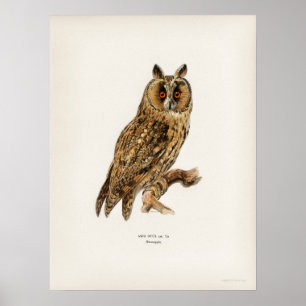 Illustration einer Vintage-Eule Poster
