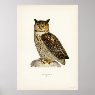 Illustration einer Vintage-Eule Poster