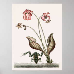 Illustration einer Vintage-Frosch Poster