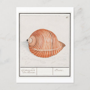 Illustration einer Vintage-Meeresschnecke Postkarte