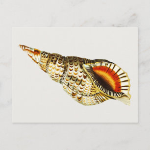 Illustration einer Vintage-Meeresschnecke Trompete Postkarte