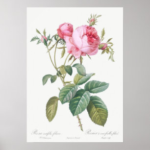 Illustration einer Vintage-Rose Poster