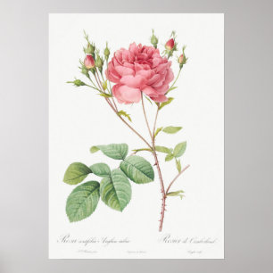 Illustration einer Vintage-Rose Poster
