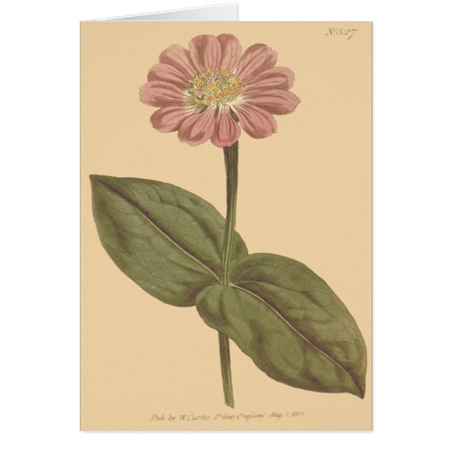 Illustration einer violetten Zinnia (Vorne)