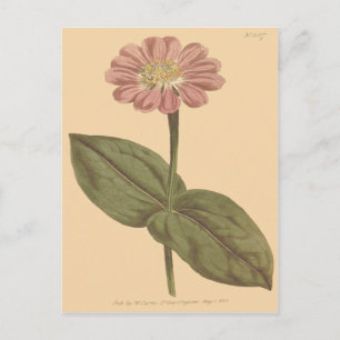 Illustration einer violetten Zinnia Postkarte